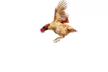  Chicken flies on a white background, cock spreading on the air © ณัฐวุฒิ เงินสันเทียะ