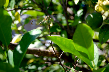 Dragonfly on branch