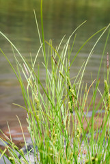 Obraz premium Lake Grasses