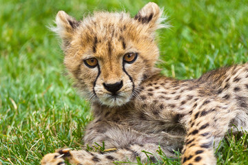 Obraz na płótnie Canvas Grumpy cheetah cat cub staring at the camera