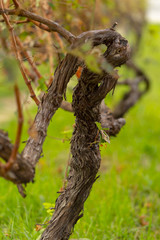 vine with ripened wine grapes in autumn