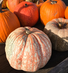 Colorful pumpkins on a wooden crate