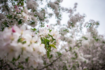 Cherry tree blossoms