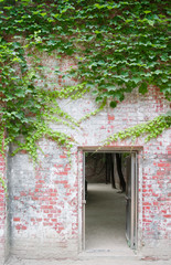 Fototapeta na wymiar ivy on an old red brick wall And door