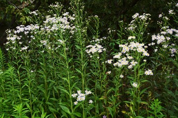 Fototapeta premium Aster tataricus