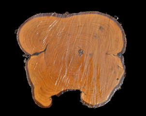 Cut of birch 11