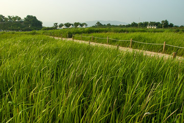 Fototapeta premium Grass Park and Sky