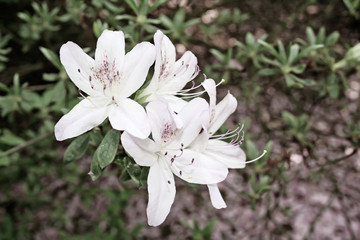 White flowers in a Garden