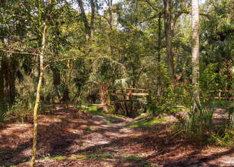 Bridge on a Foot Path in the Forest