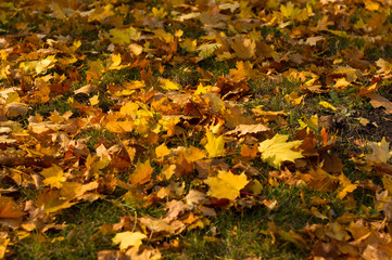 landscape - autumn leaves in green grass, close up