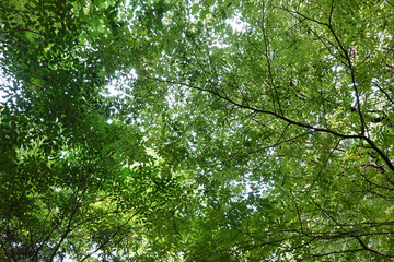 木漏れ日の明るい森。緑の天井