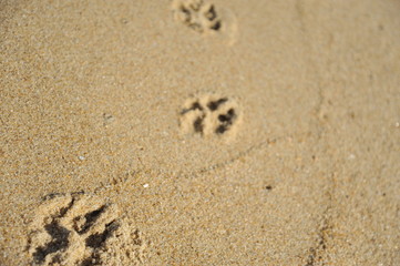 Fototapeta na wymiar Dog's paw prints in the sand at the beach