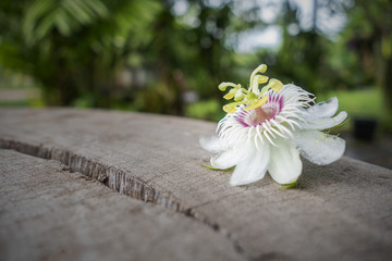 Fototapeta premium Fetid passionflower