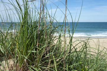 Destination scenic of a sunny beach through seagrass 