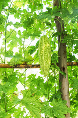 bitter gourd on tree with bright white sky