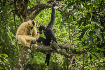 gibbon on the tree