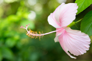 Close up of Beautiful pink hibiscus