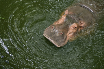 Fototapeta premium Hippopotamus in the water