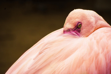 Fototapeta premium Close Up Pink flamingo