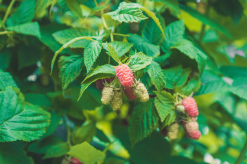 Branch with ripe raspberry in the garden. Selective focus. Shallow depth of field.