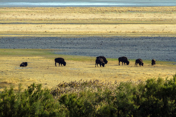 A herd of Bison or Buffalo grazes on the windswept prairie by the shore of Antelope Island State Park in the middle of Utah's Great Salt Lake