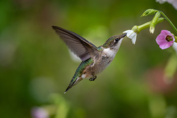 Hummingbird in nature