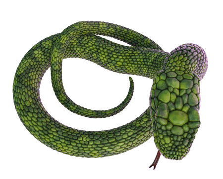 giant green snake in a white background