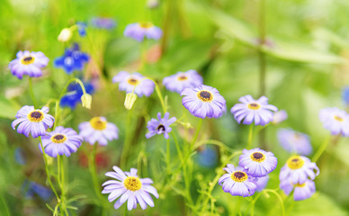 Summer Sunlight Scene: Daisy or Chamomile Flowers on Green Grass Background