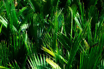 Close-up to a palm