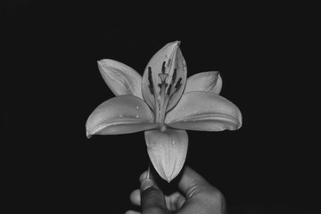 white flower on black