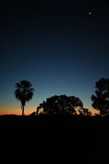 Fototapeta na wymiar trees at sunset