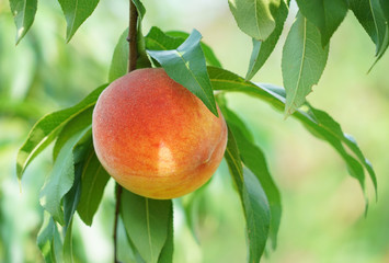 close up on yellow peaches on the branch