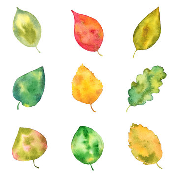 Set of Colorful Summer and Fall Leaves, Watercolor Hand Drawn and Painted, Isolated on White Background