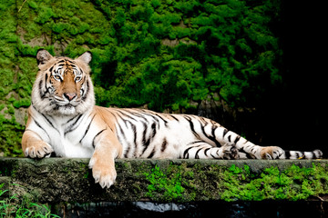 Bengal Tiger in forest show head and leg