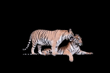 Two bengal Tiger in forest  isolated on black background