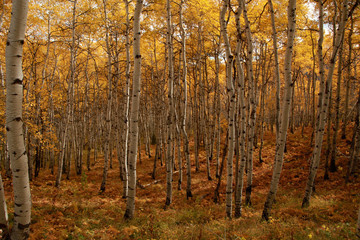 aspen grove in full fall foliage