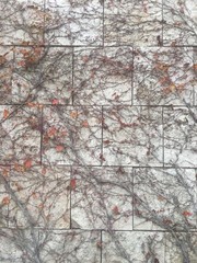 Roots on stone