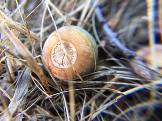 Dead Cracked Acorn Among The Dead Weeds 