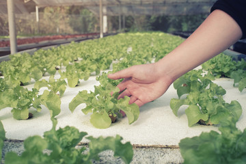 Organic Hydroponics system harvest vegetables hand of agriculture holding on vegetables field.