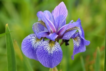 A closeup of a siberian iris blossom