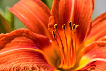 A closeup of an orange day lily