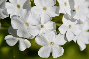Closeup of white phlox blossoms