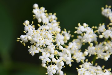 A closeup of Elderflower blossoms