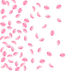 Sakura petals falling down. Romantic pink silky medium flowers. Sparse flying cherry petals. Left gr