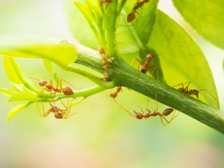 The red Ant is busy working