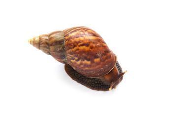 The snail is slowly climbing on a white background.