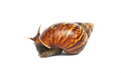 The snail is slowly climbing on a white background.2