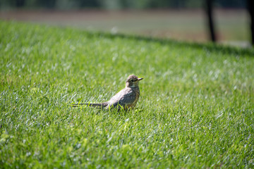 bird on grass