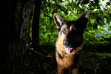 German shepherd dog illuminated on one side in a dark park