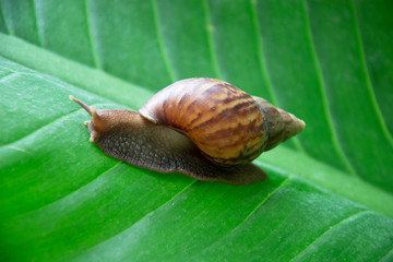 The snail is climbing on the green leaf slowly.